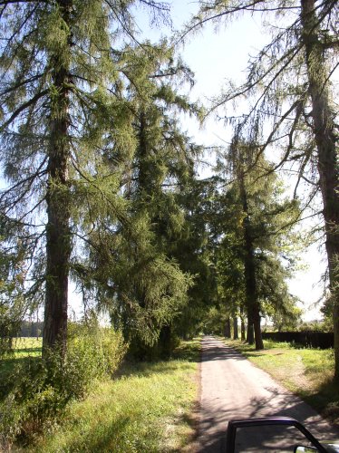 Aleja modrzewiowa w Szczepanowie