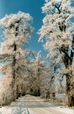Aleja modrzewiowa w Szczepanowie zimą