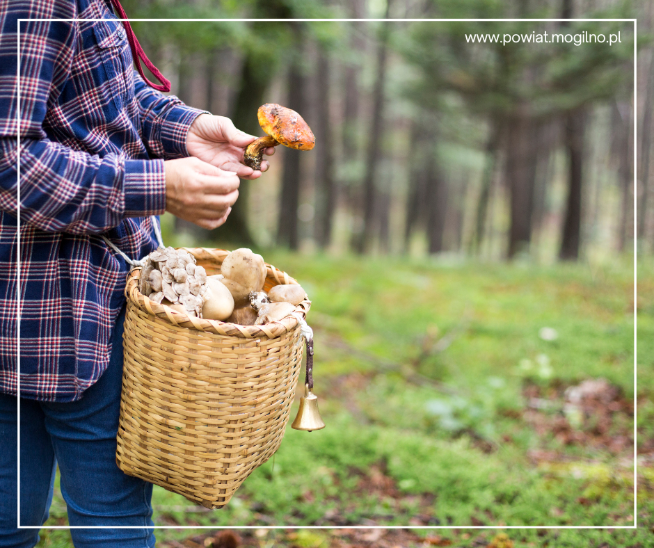 Zbierasz grzyby? Sprawdź je bezpłatnie u naszych specjalistów