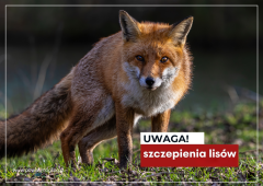 Uwaga! Szczepienia lisów